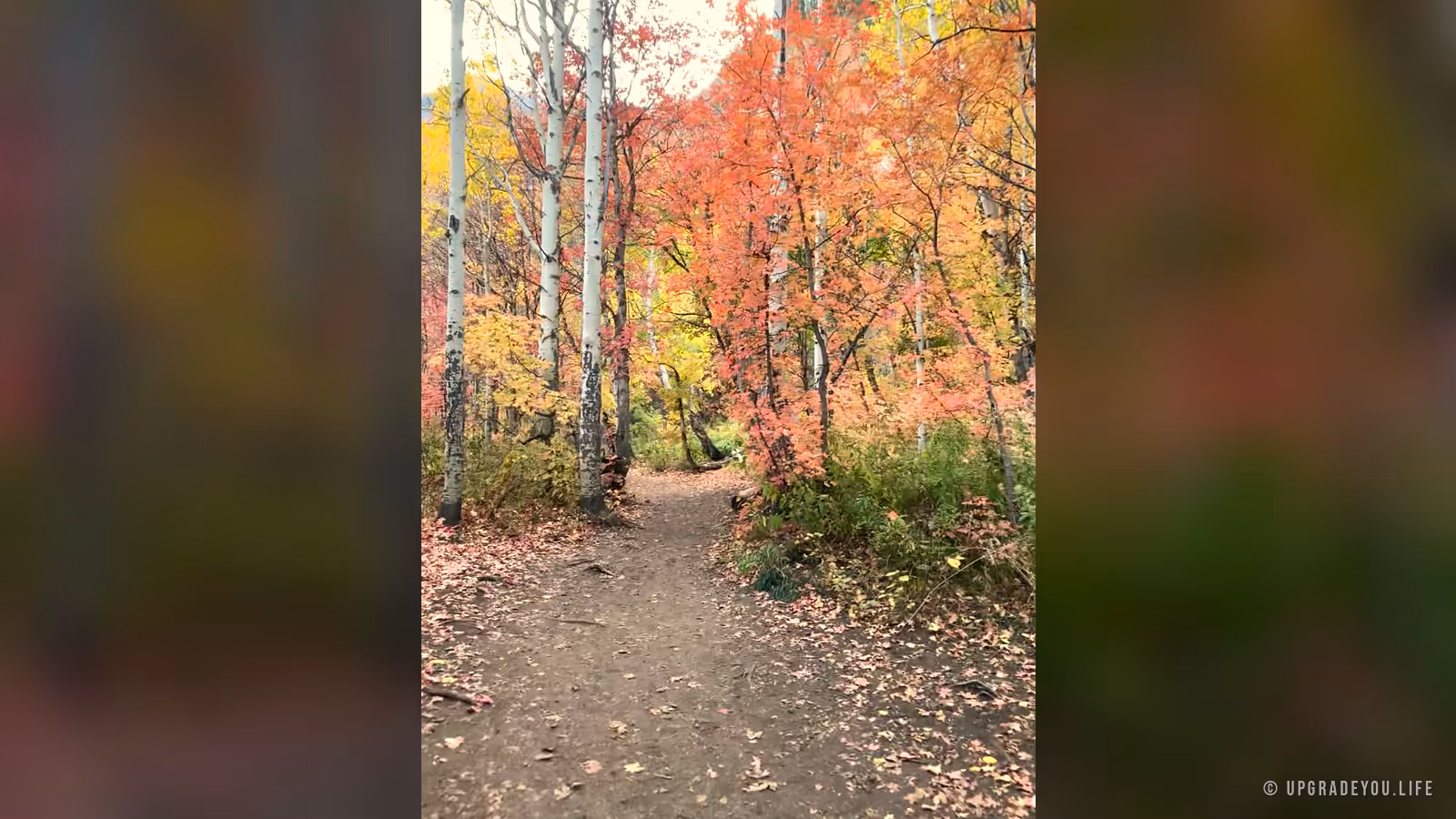 An autumn trail winding through white aspens turning red and gold