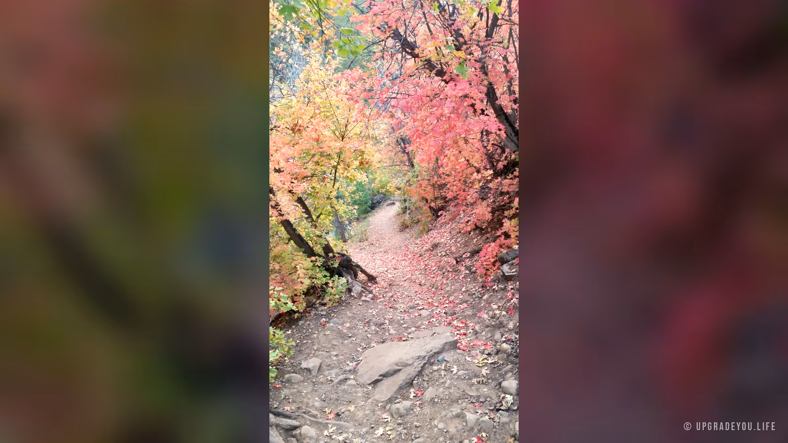 A backlit forest path glowing with pink and gold autumn leaves