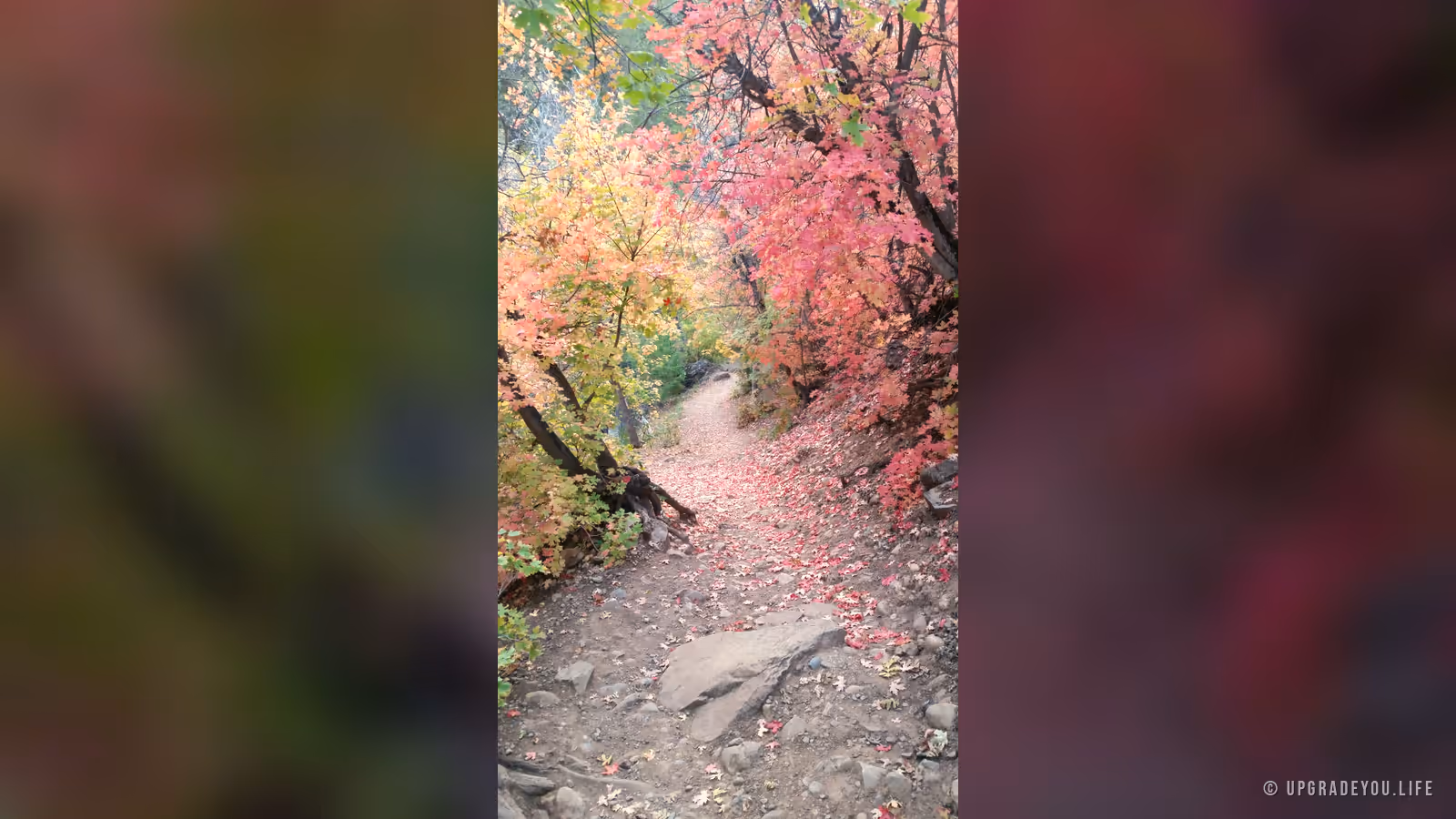A quiet dirt trail winding beneath a canopy of glowing red and orange autumn leaves