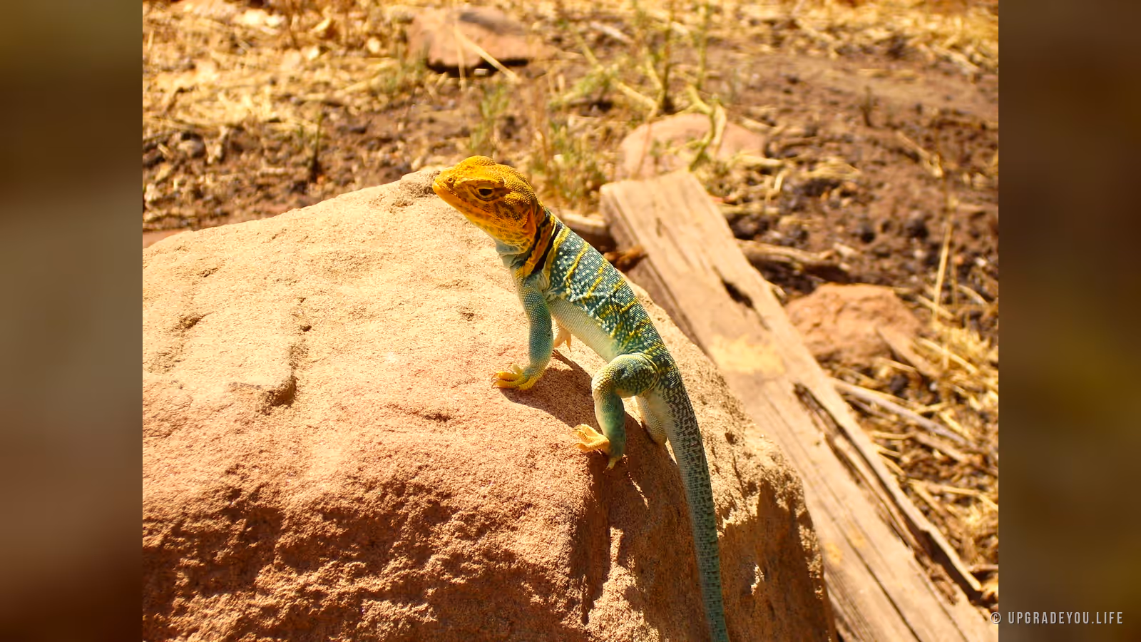 A brightly colored lizard on sunlit desert rock