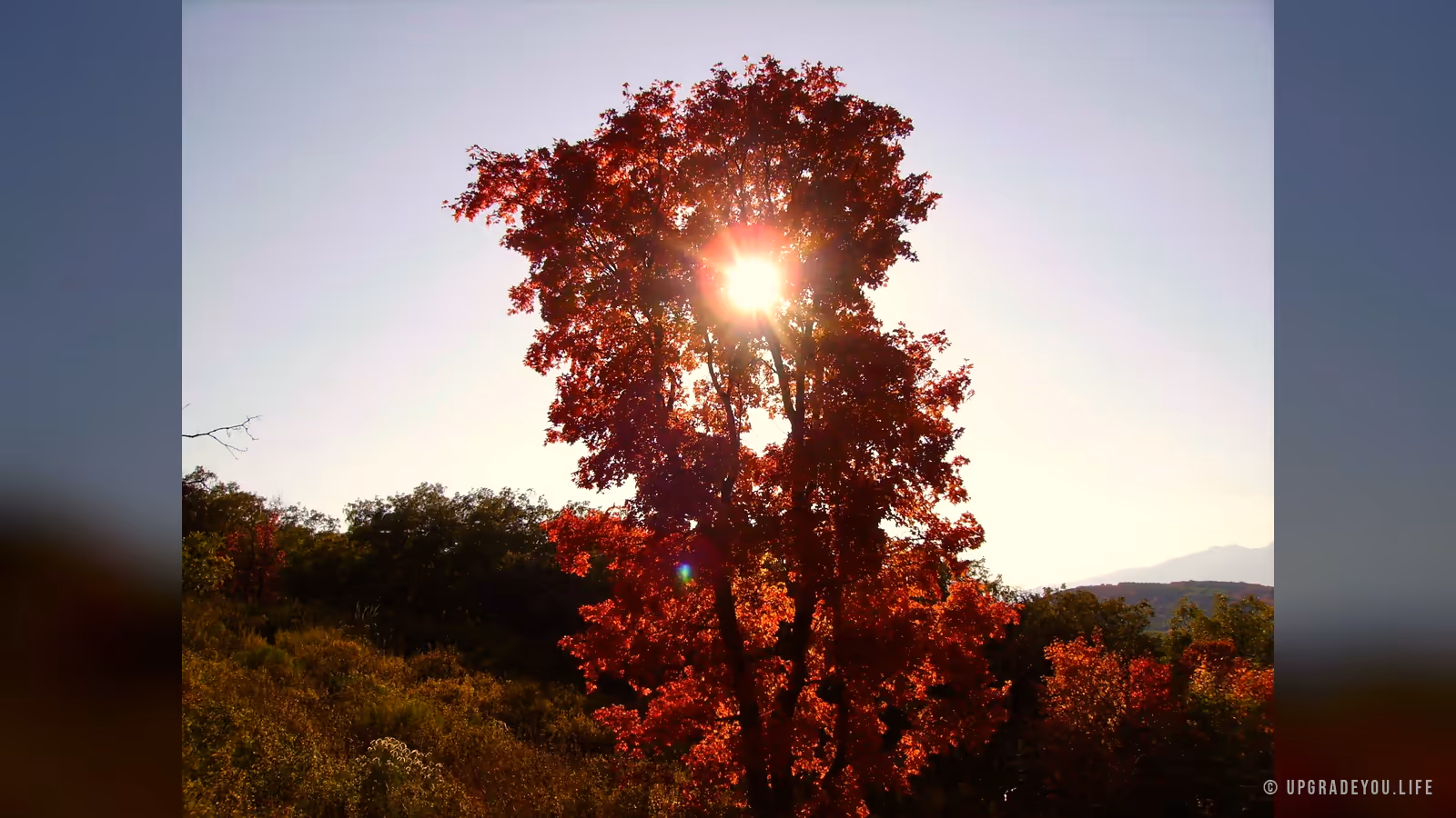 Sunlight bursting through the red leaves of an autumn maple on a hillside