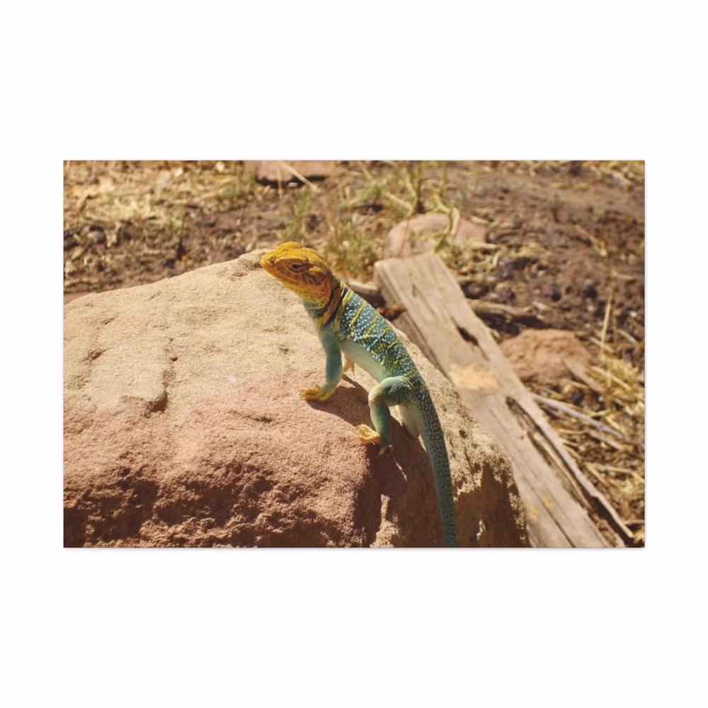Bright Lizard Canvas Print, Desert Landscape Photography, Kids Room Decor canvas wall art by Jess LeFevre