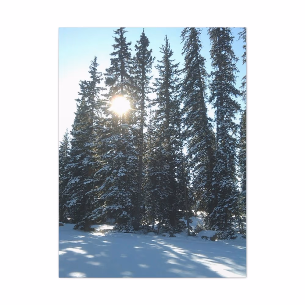 Sunny Snowy Pine Trees Canvas Gallery Wraps Custom canvas wall art by Jess LeFevre