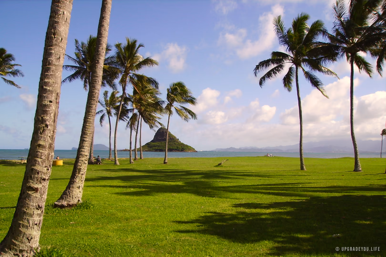 Höga kokospalmer som lutar sig över en klargrön gräsmatta vid en stilla blå hawaiiansk vik