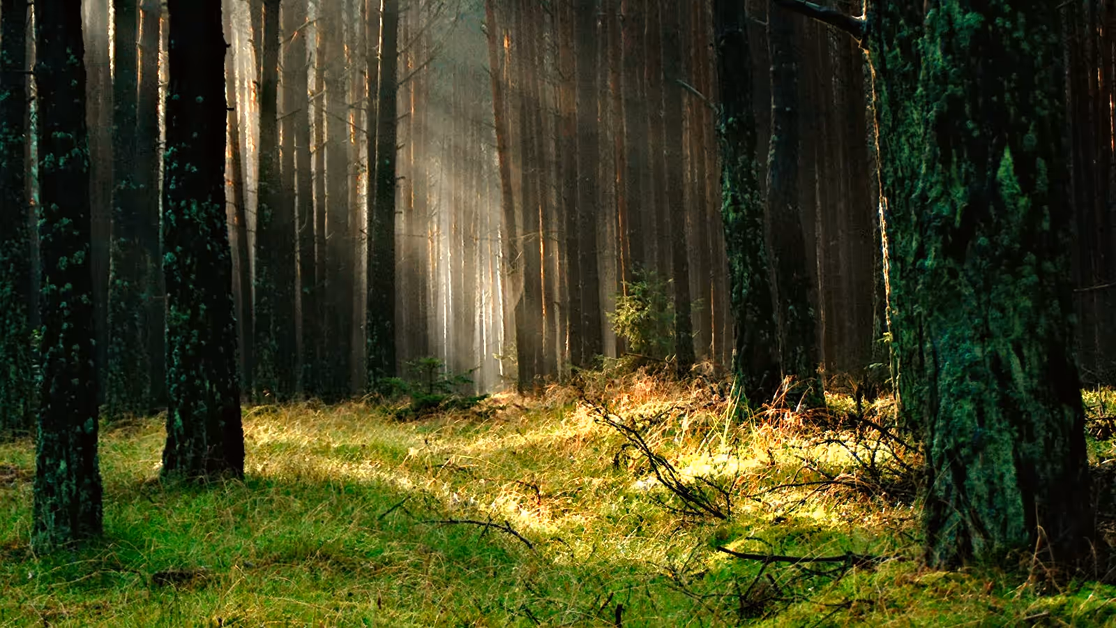 Sunlight streaming through a green forest